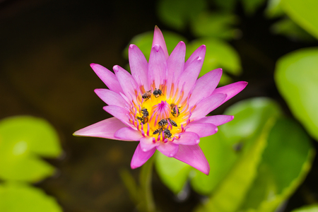 Lotus and Beeの写真素材