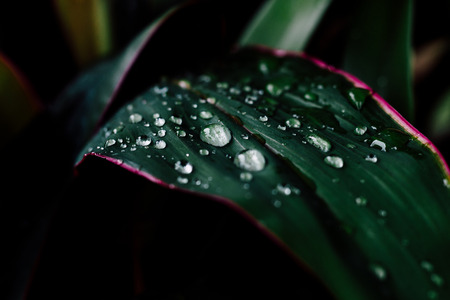 dew on the leafの写真素材