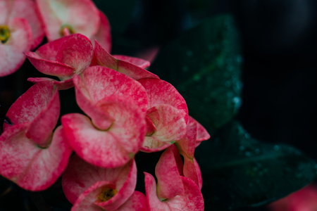 Christ Thorn Flower
