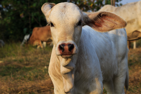 Little cowの写真素材