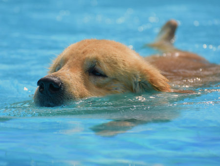 Golden Retriever Puppy Swimming in Swimming Poolの写真素材