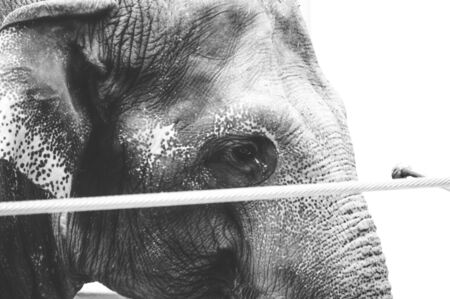 Washington, DC, USA. 08 19 2018. Elephant in captivity behind the rope in National Zoo. Close up....