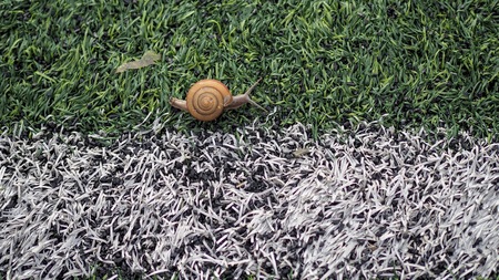 Closeup of beautiful snail walking.の写真素材