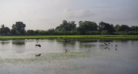 Beautiful Asia countryside view with white storks.の写真素材