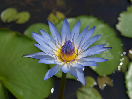 beautiful lotus in the pondの写真素材
