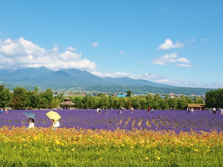 Beautiful flower field and many visitors on the hill at Furano, Hokkaido, Japan.の写真素材