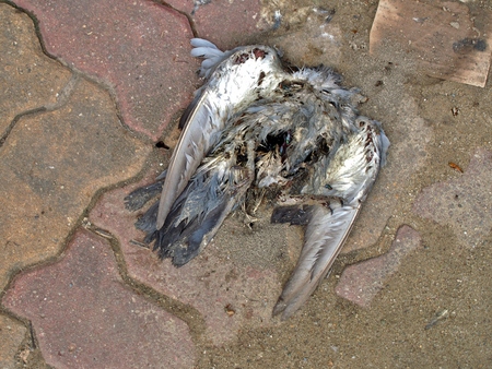 dead body of pigeon on the floorの写真素材