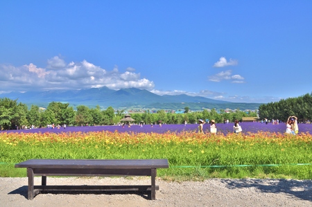 HOKKAIDO, JAPAN - JULY 23: The wooden bench in front of rainbow flower field at Tomita farm in Hokkaido, Japan on July 23, 2013.のeditorial素材