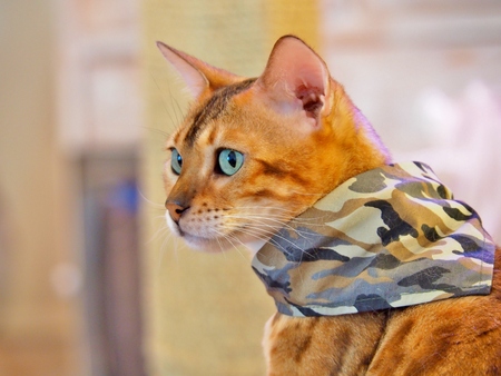 Bengal Cat in a camouflage scarf looking to something.の写真素材