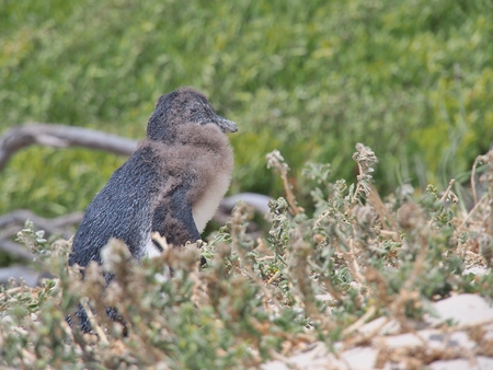 African penguin chick on the ground at Boulders Beach in Cape town, South Africa. African penguin ( Spheniscus demersus) also known as the jackass penguin and black-footed penguin.の写真素材