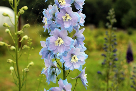 Delphinium.  Flowering plant with delicate pink and blue flowers. Perennial herbaceous plant Lyutikovye.の写真素材