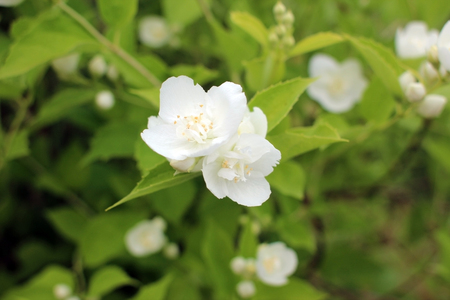 Jasmine flowers. Flowering branch of jasmine.の写真素材