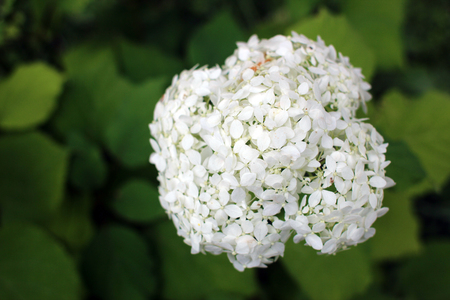 Inflorescence of hydrangeas. Blossoming white hydrangea in summer garden. Close-up.の写真素材