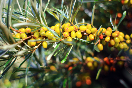 Branch with berries of sea-buckthorn. Sea-buckthorn in  summer garden.の写真素材