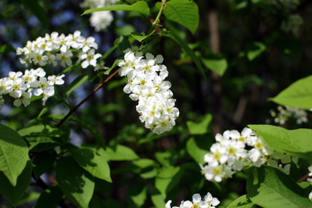Blossoming bird cherry. Natural spring background with branches of white bird cherry.