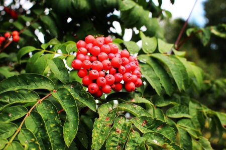 Red rowan berries. Colorful autumn background with rowan berries and leaves.