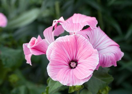 flower of the rose colour is found on green backgroundの写真素材