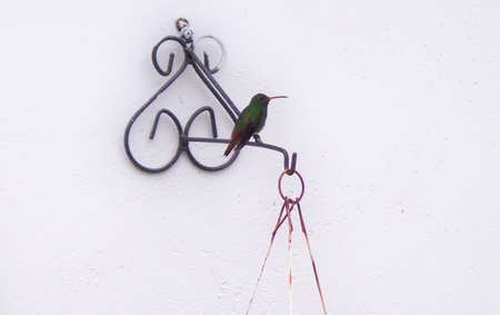 hummingbird at rest on pendant of materaの写真素材