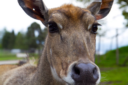 nosy animal looking into camera lensの写真素材
