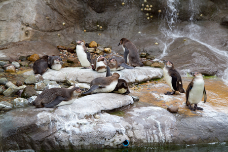penguins resting on rocksの写真素材