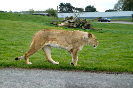 female lionの写真素材