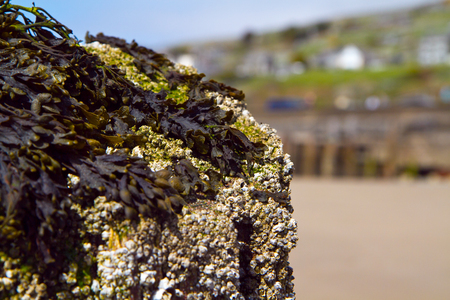 seaweedの写真素材