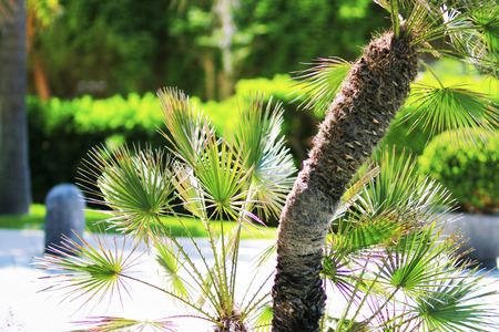 small palm treeの写真素材