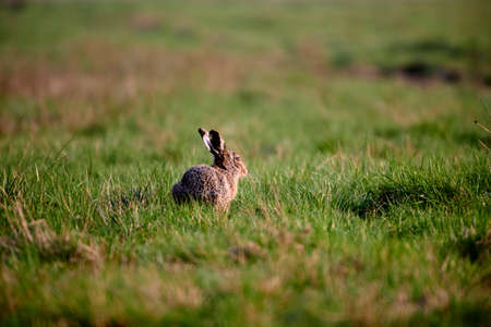 Hare ( Lepus Europaeus ) Close-Up On Green Background. Wild Brown Hare Sitting On The Green Grass .