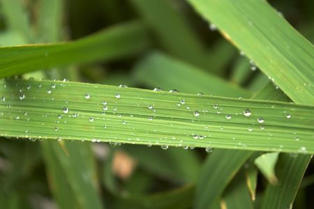 Grass and droprainの写真素材