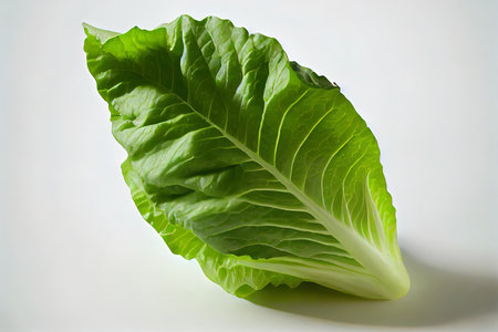 Healthy One natural Romaine Lettuce Ai generativeの素材