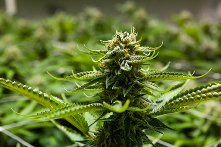 Marijuana bud in an indoor grow room. The background fades to a sea of green. THC crystals are visibleの写真素材