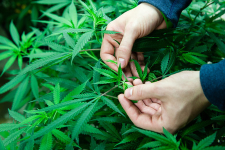 Farmer inspecting his medical marijuana plants in an indoor grow roomの写真素材