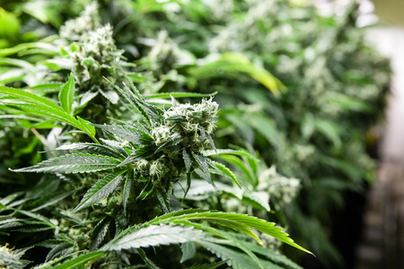 Indoor Marijuana bud with lots of crystalsの写真素材