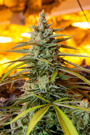 Indoor Marijuana bud under lights. This image shows the warm lights needed to cultivate marijuana.の写真素材