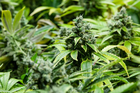 Indoor Marijuana bud under lights, huge green budの写真素材