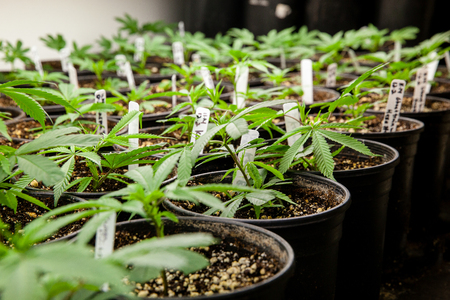 new marijuana plantsの写真素材