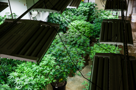 growing marijuana indoorsの写真素材