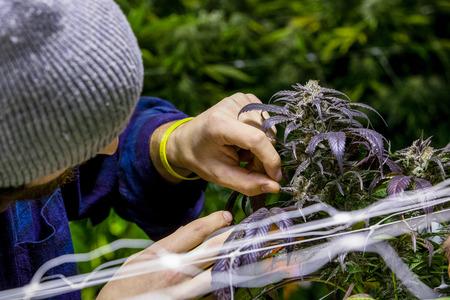 Legal cannabis grow room series - Marijuana growing and cultivation farmer checking his plants