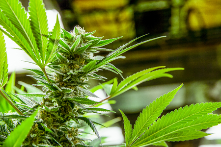 Legal cannabis grow room series - Marijuana growing and cultivation large bud that is ready for harvestの写真素材