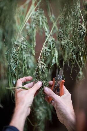 Outdoor legal marijuana grow. Trimming dry cannabis. Cannabis series from seed to saleの写真素材