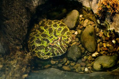 Strange flat frog sitting in a pool of waterの写真素材