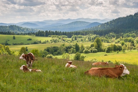 Cows on a meadow in Bieszczady Mountainsの写真素材