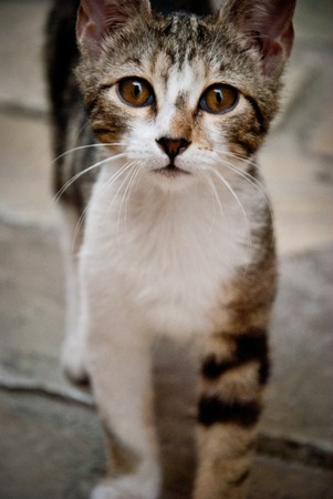 Cat in Kotor, Montenegroの写真素材