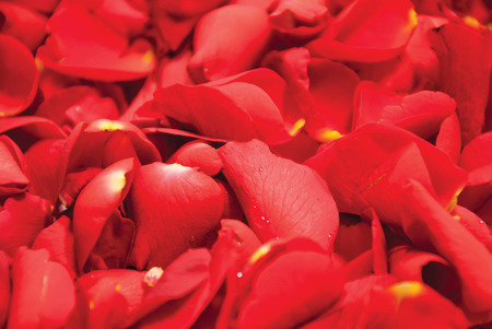 A rose backgroundの写真素材