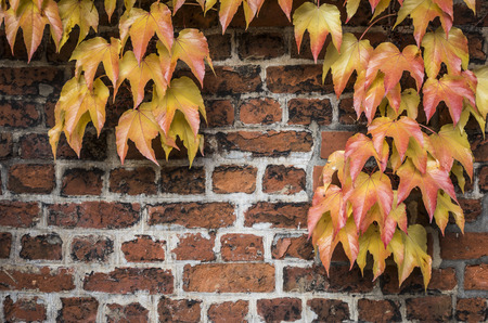 fall seasonの写真素材