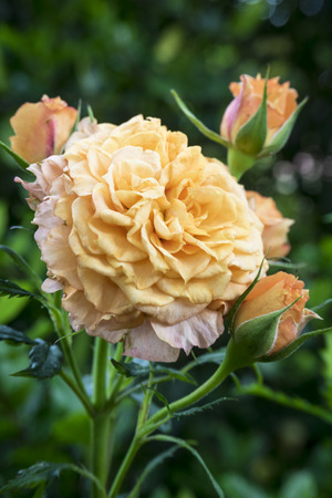 Rose gardenの写真素材