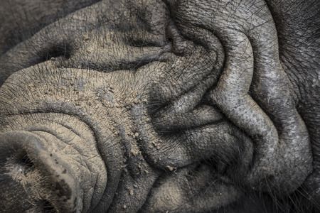 sleeping picの写真素材