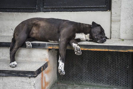 Sleeping homeless dog in Istanbul.の写真素材