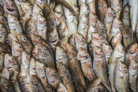 Fresh fish on a fishmarket.