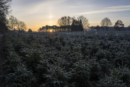 sunset in the woodsの写真素材